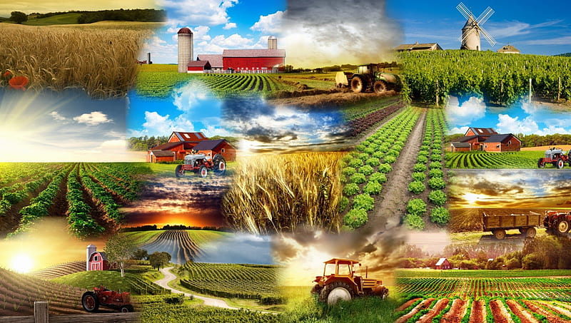 Agronomist consulting farmer in a healthy crop field