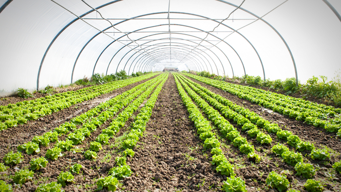 Organic Farming Consultancy