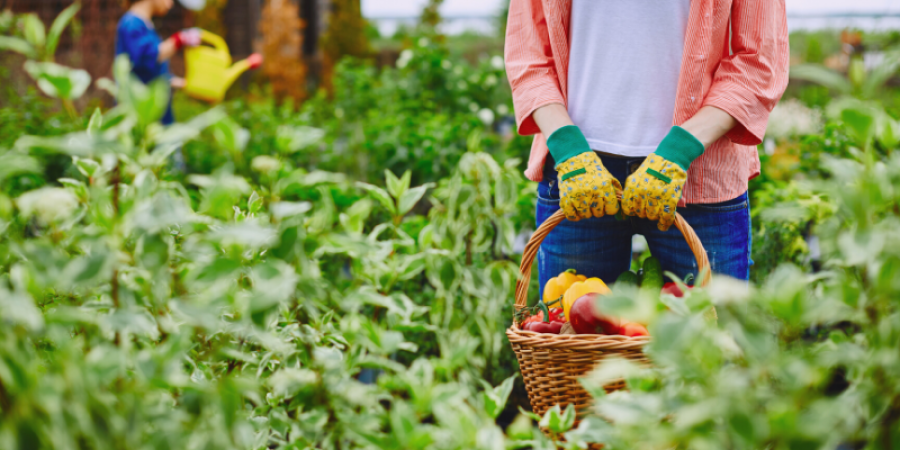 Harvest & Post-Harvest Management