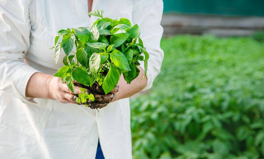 Medicinal Plant Cultivation & Consultancy