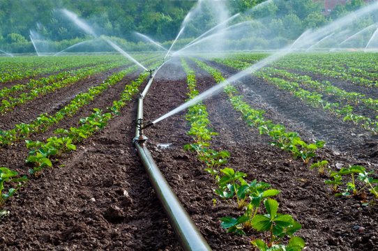 Irrigation Management