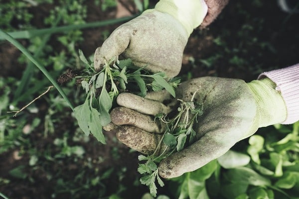 Weed Management