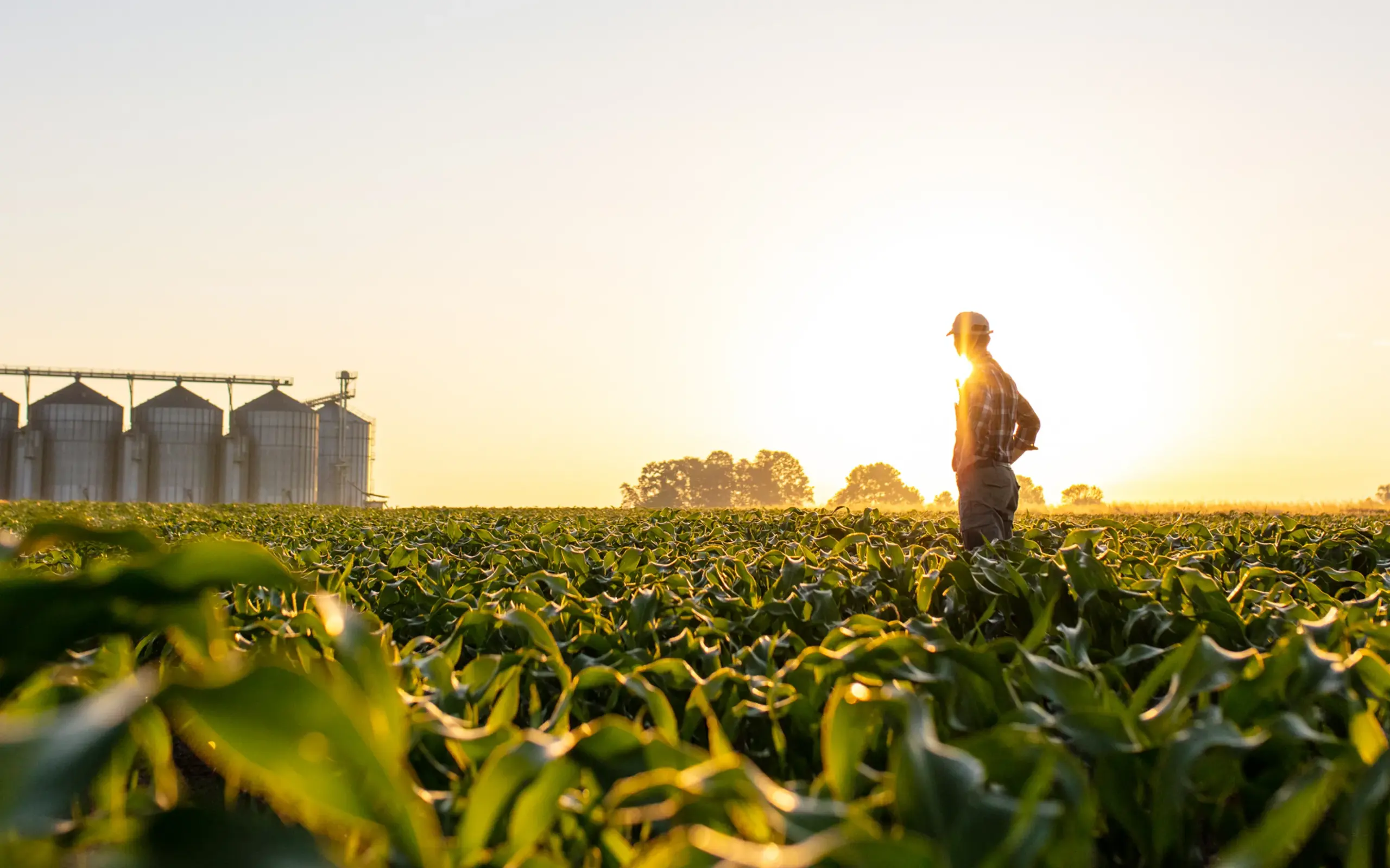 Crop Monitoring & Field Scouting